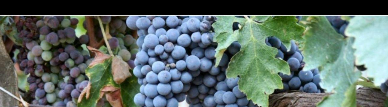 reddotwine